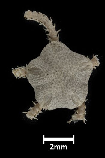 Media type: image;   Invertebrate Zoology OPH-1473 Description: Top down view of single ophiuroid specimen with a scale bar.;  Aspect: dorsal